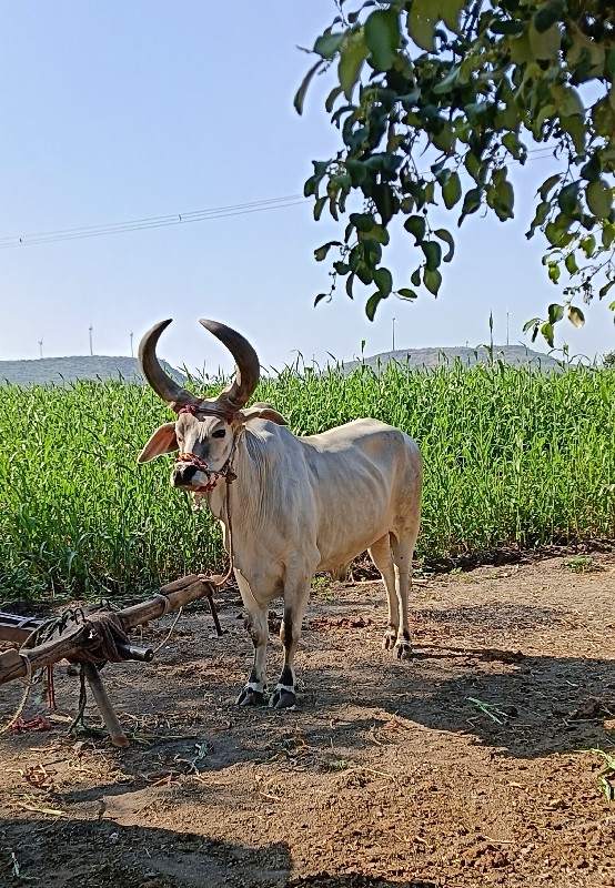 ત્રણ વાવણી વાવે...