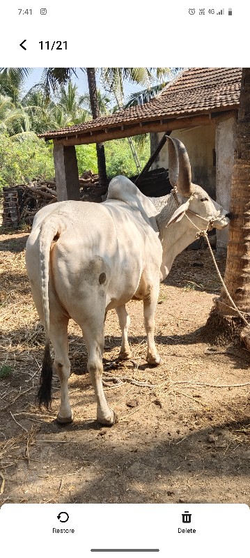 વેચવાનો છે