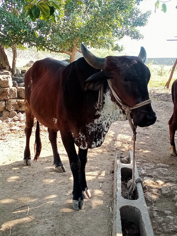 હોળકી વૈચવાની છ...