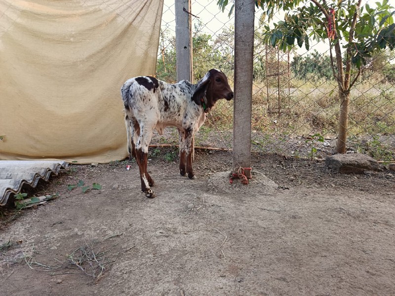 ગીર ગાય વાછરડી...