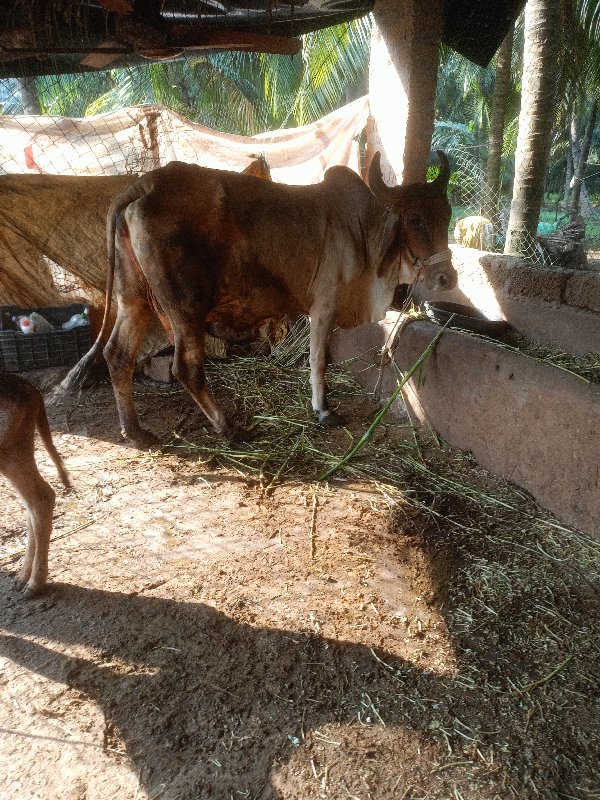 ગાય વેચવાની બેય...