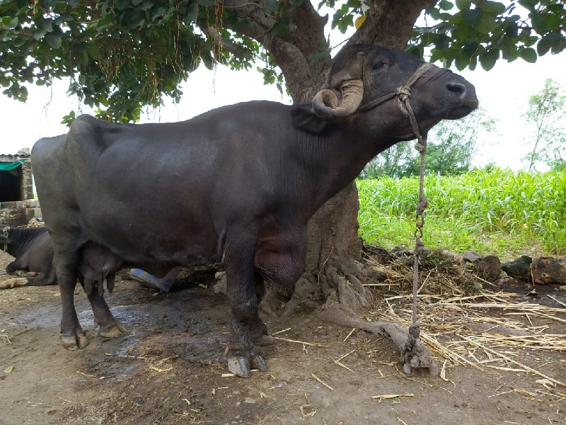 ભેંશ વેચવાની છે...