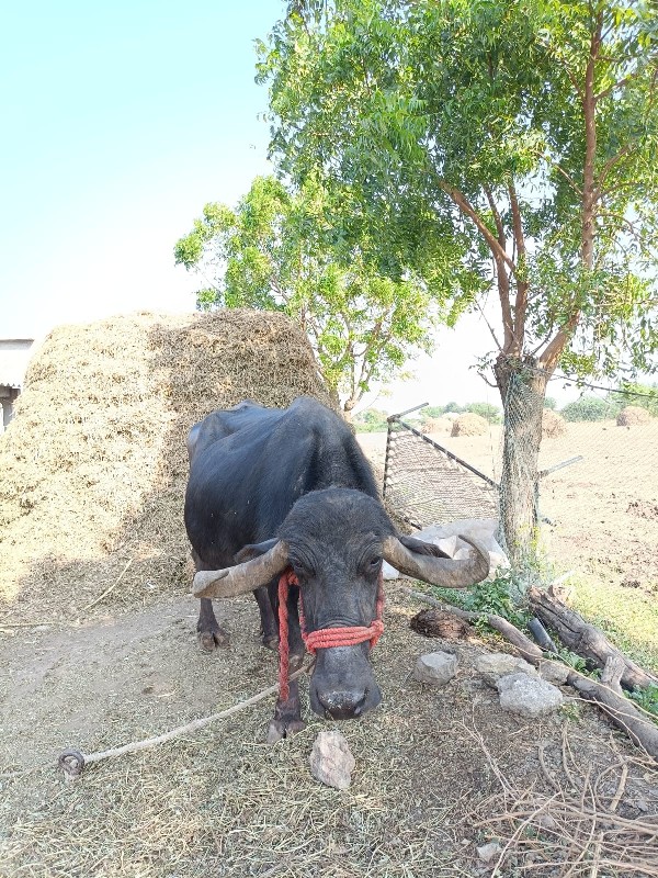 ભેંસ વેચવાની છે