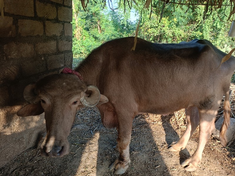 ખડેલી વેચવાની છ...