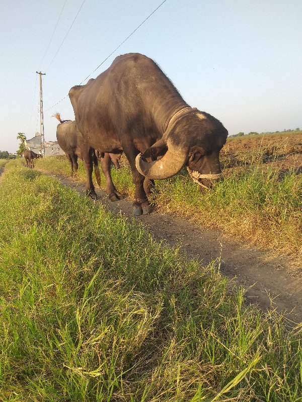 પાડો વેચવાનો છે