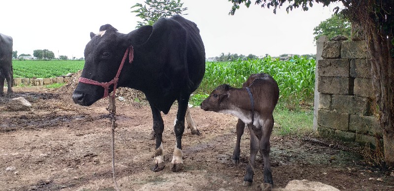 વેચવાની છે