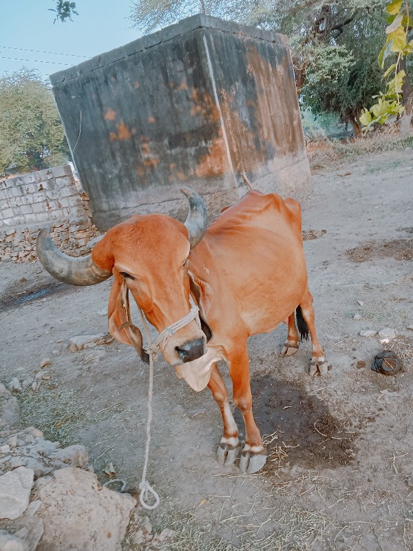 ગીર  કોઉં વેસાવ...