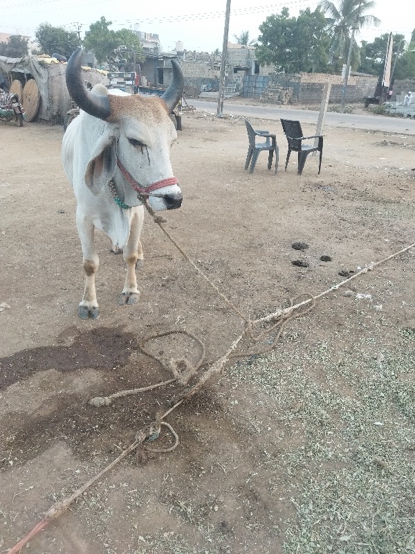 શિવ સહેજ