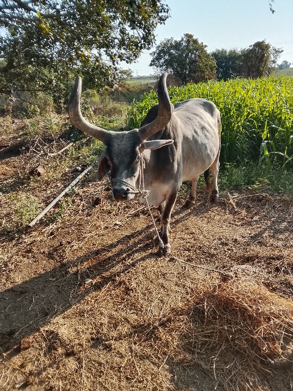 બળદ વેચવાનાછે