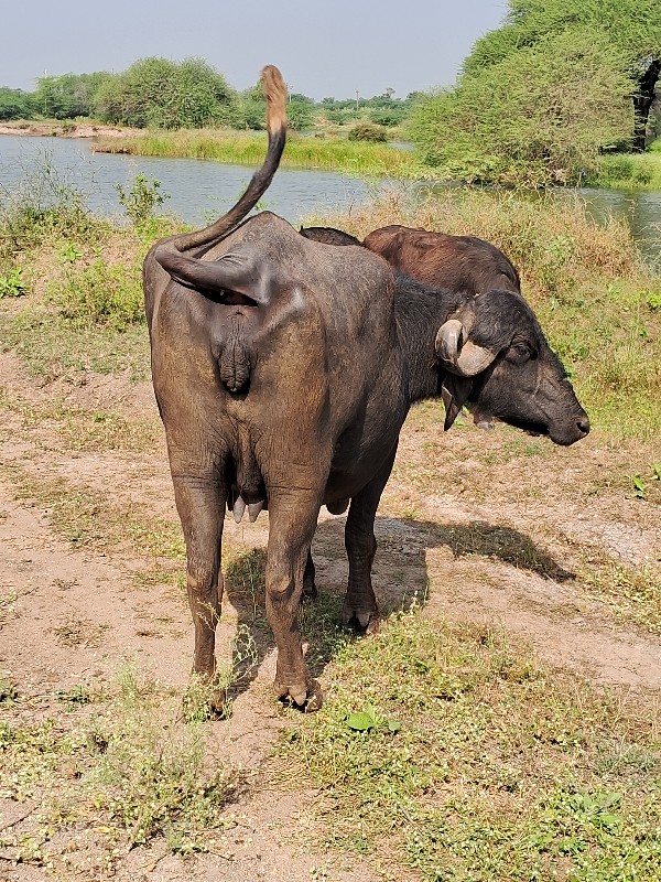 ભેસ વેચવાનીછે