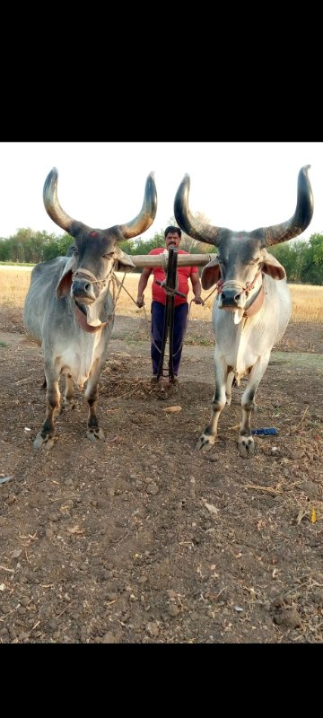 બળદ વેચવાના છે