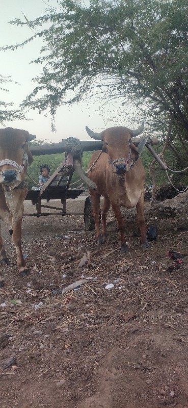 ગોદલા વેચવાના છ...