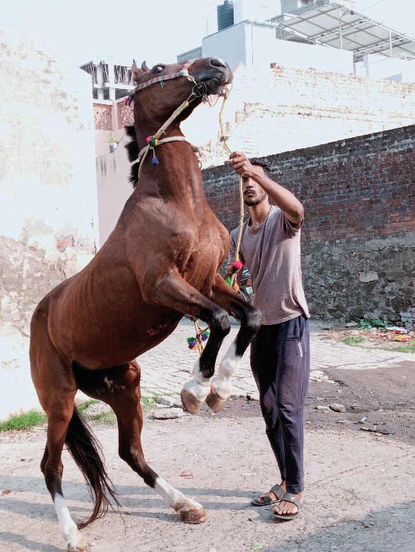 ghodi