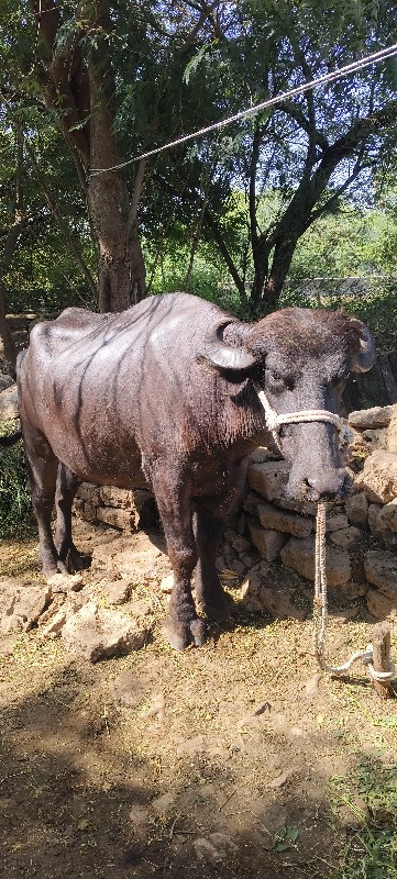 પેલું વેતર ખડેલ...