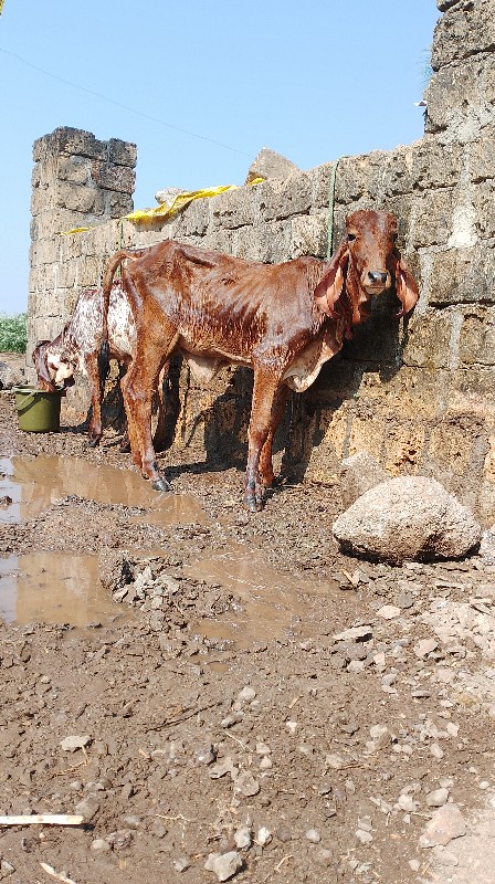 2 ગીર વચડિયું વ...