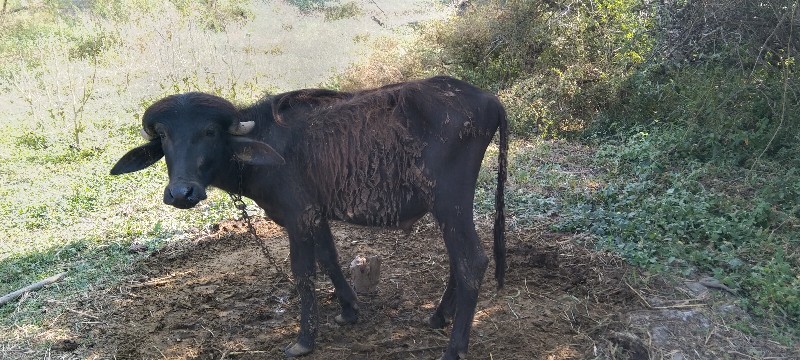 પાડો વેચવાનો છે