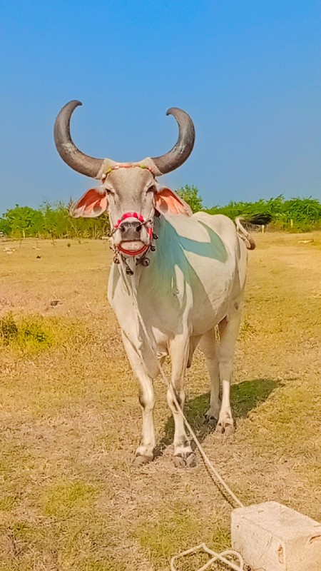 Bijnor ful Pani...