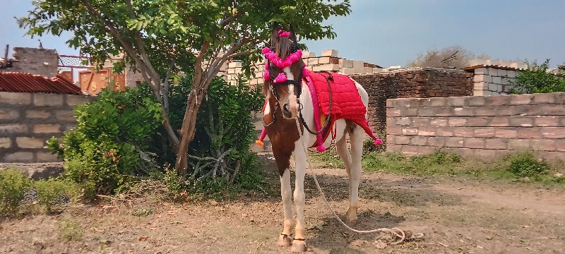 ઘોડી વેચવા ની છ...