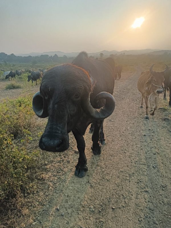 આ ભેંસ નું બીજુ...