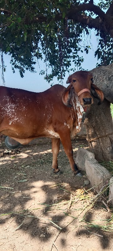 ગીર હોળકી