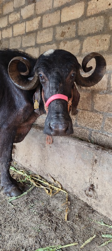 ભેંશુ વેશ વાનીય...