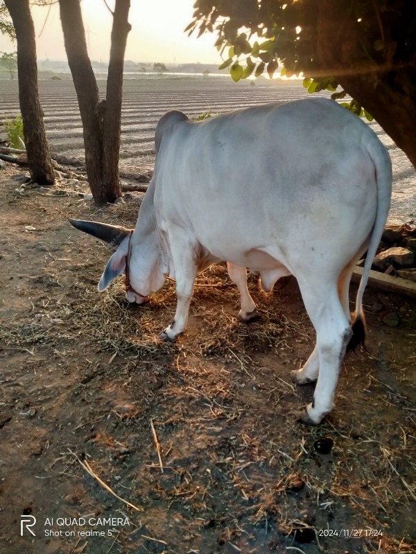 ગોધલો વેચવાનો છ...