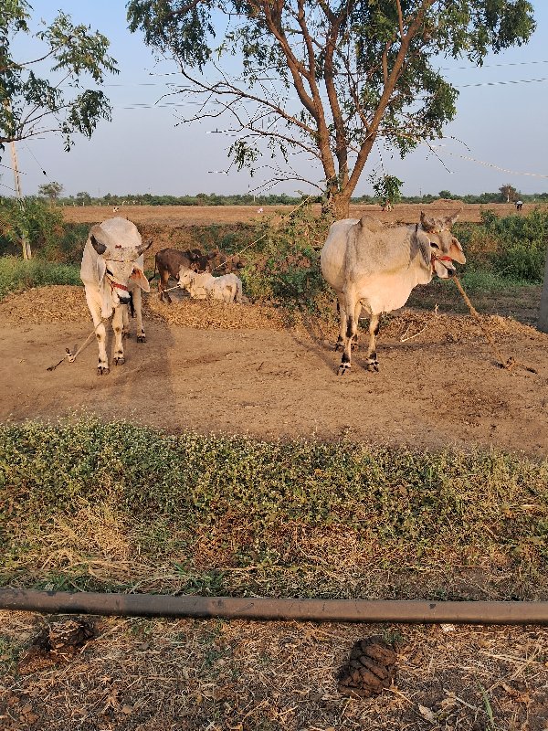 ગોઢલા વેચવાના છ...