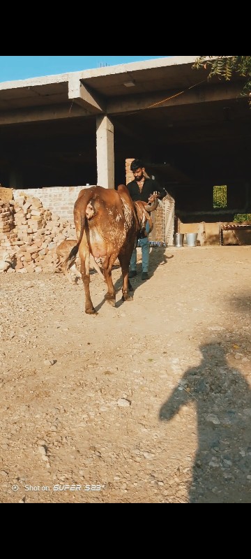 કાબરી ગીર ઓડકી...