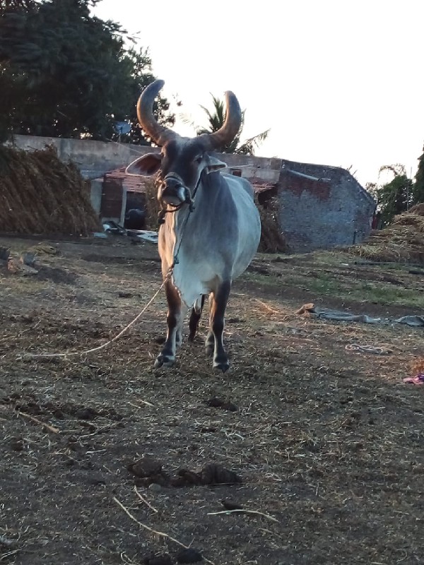 લેવાનો છે