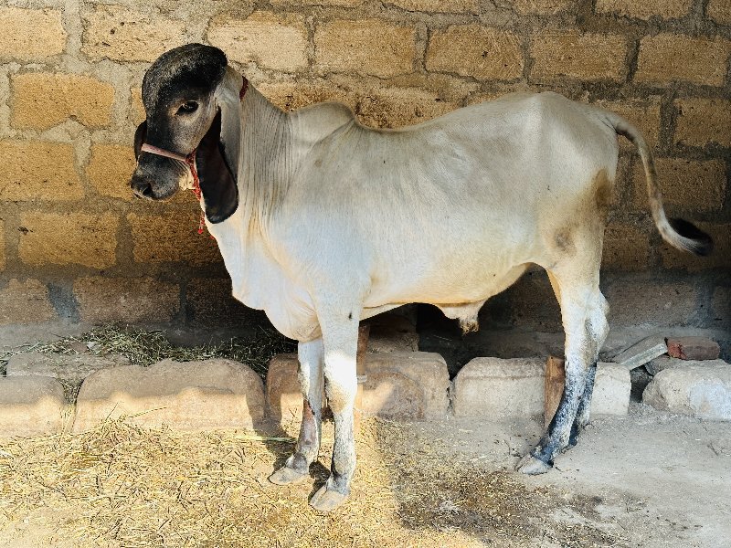 ગીર લિલડો બુલ