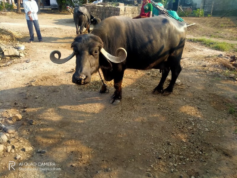 ભેંસ વેચવાની છે