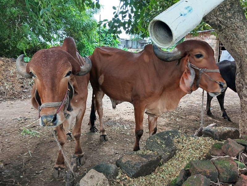 બળદ વેચવાના છે