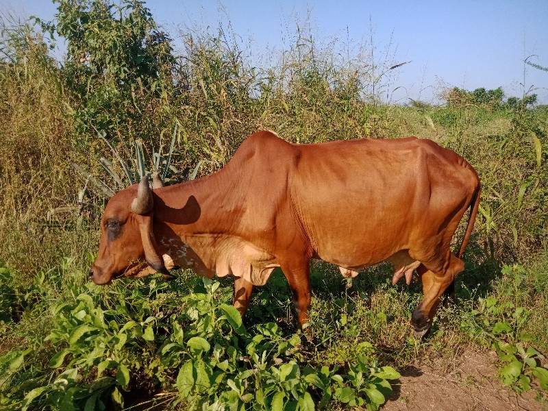 ગાય વેચવાની છે...