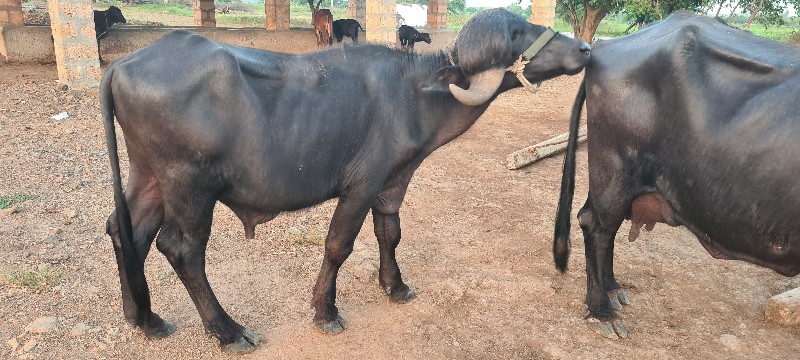 પાડો વેચવા નો છ...