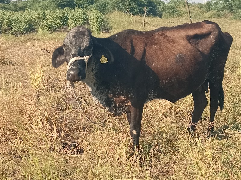 ગાય