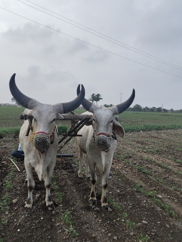 બળદ વેચવાના છે