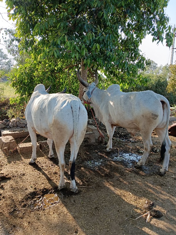 બળદ વેચવાના છે