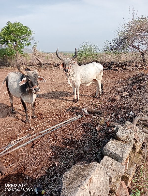 બળદ વેચવાના છે