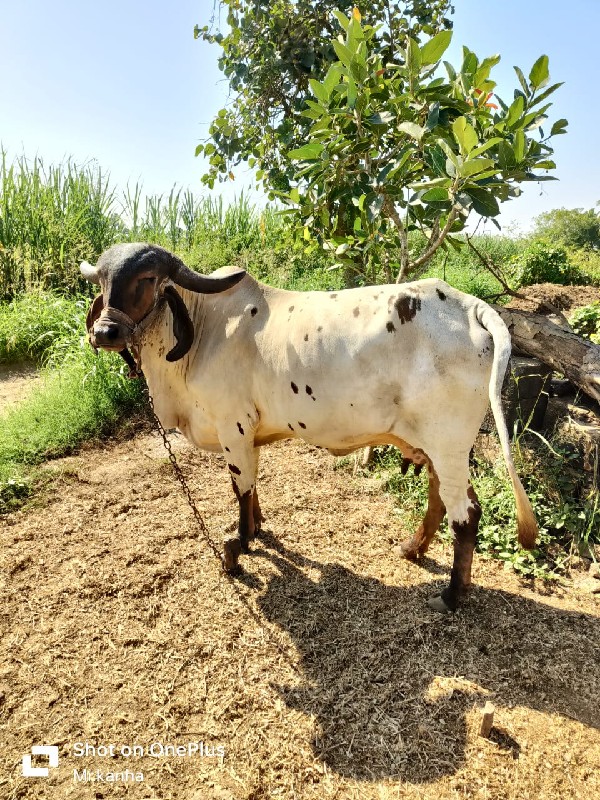 લિલ્ડી ગાય વેચવ...