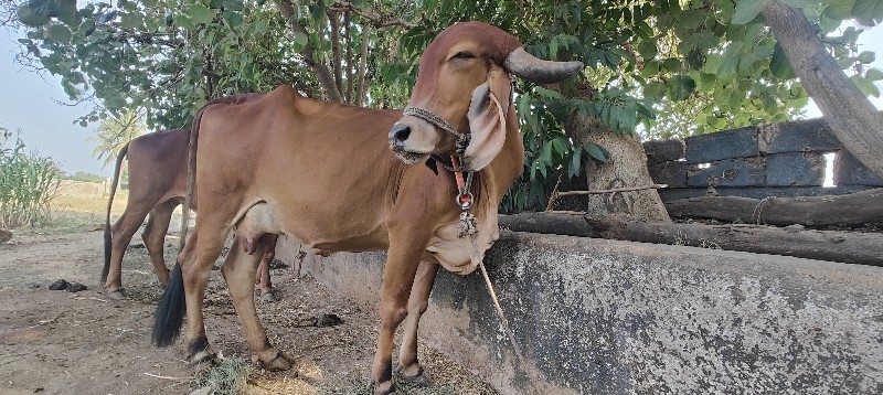 ગાય વેચવાની છે