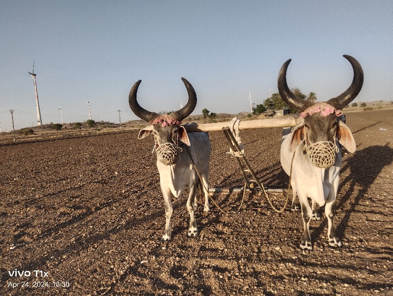 બળદ વેચવાના છે