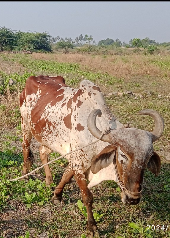 બળદવેચવાસે