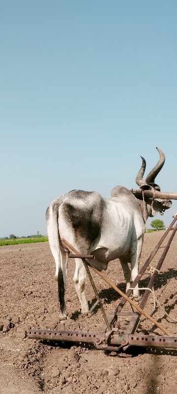 બળદ લેવાનો છે