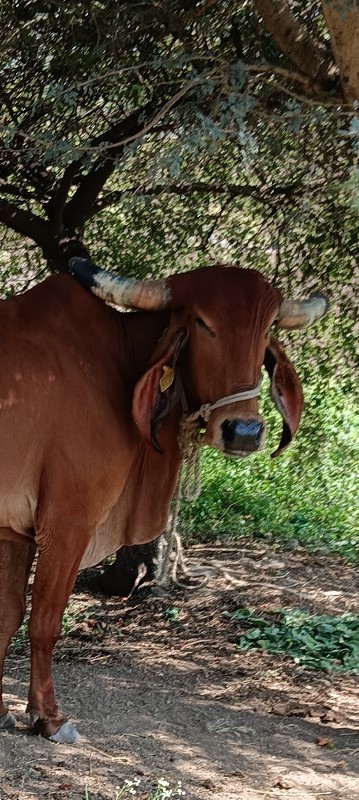 ગીર ગાય છે