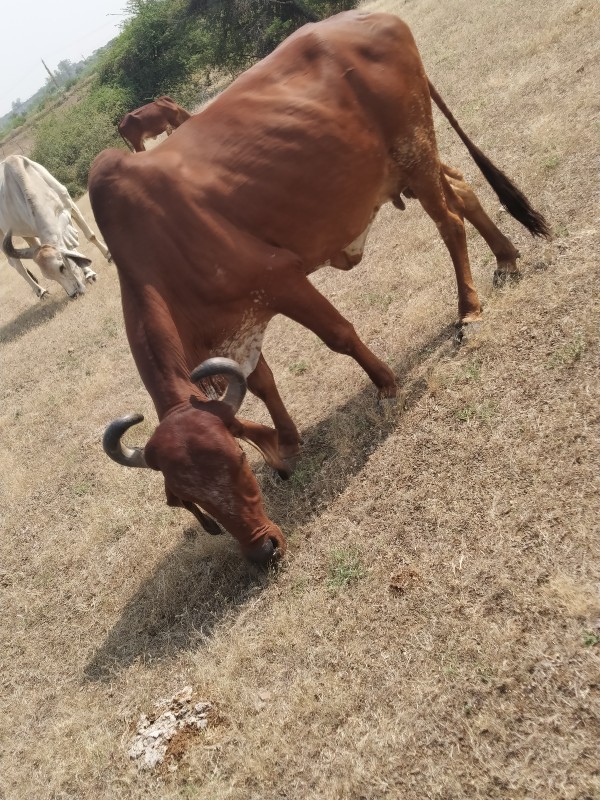 ગાય નુ સાટુ કરવ...