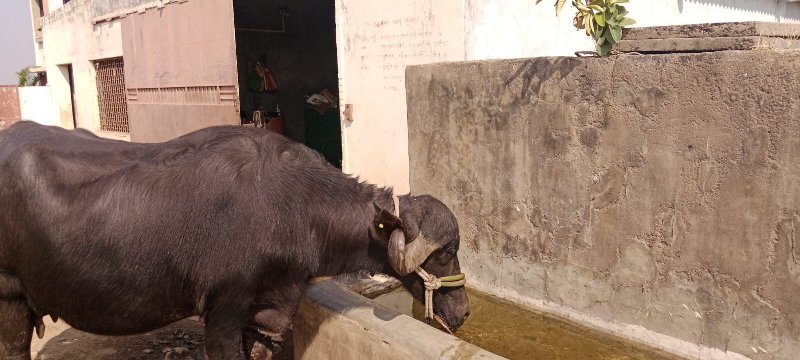 ભેંસ વેચવા ની છ...