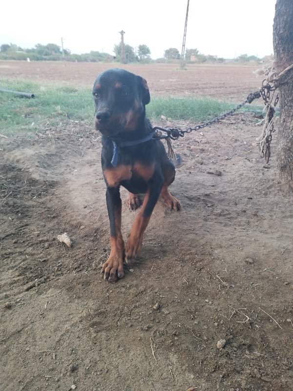 dog (rot vilar)...