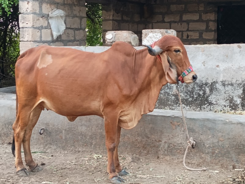 gau