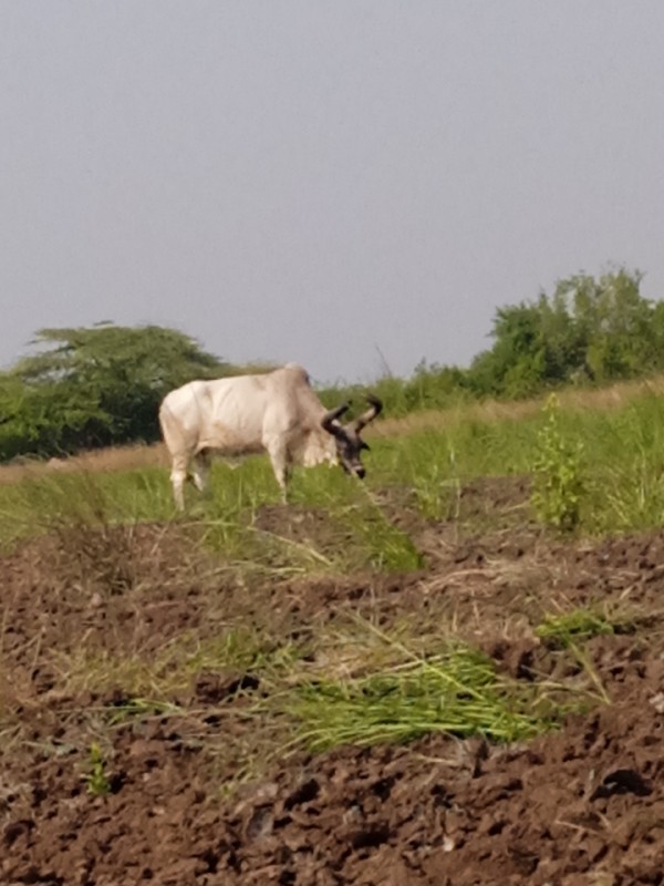 બળદ વેચવાના છે