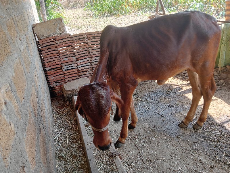 વાસળી વેચવાની છ...